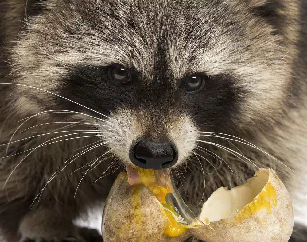 Raccoon eating an egg