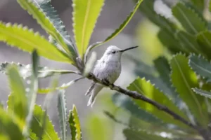 Rare Leucistic Anna's Hummingbird