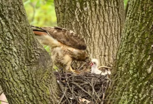 Red-Tail Hawk and chicks