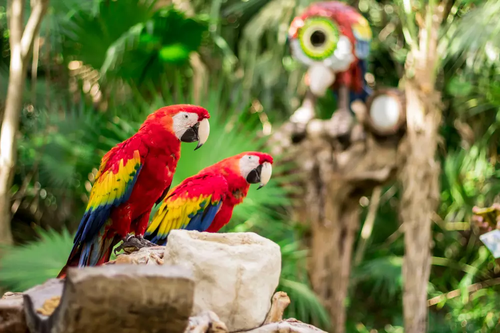 Red macaws ara amaco colorful in xcaret park