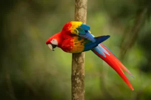 Red parrot Scarlet Macaw
