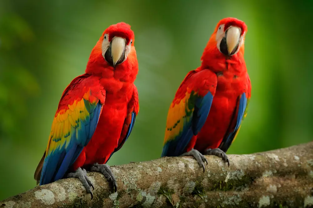 Red parrot pair Scarlet Macaw