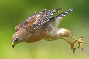 Red shouldered Hawk (Buteo lineatus)