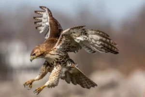 Red tailed hawk