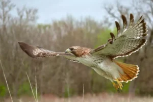 Red tailed hawk flying