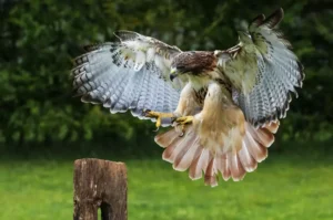 Red-tailed hawk perched