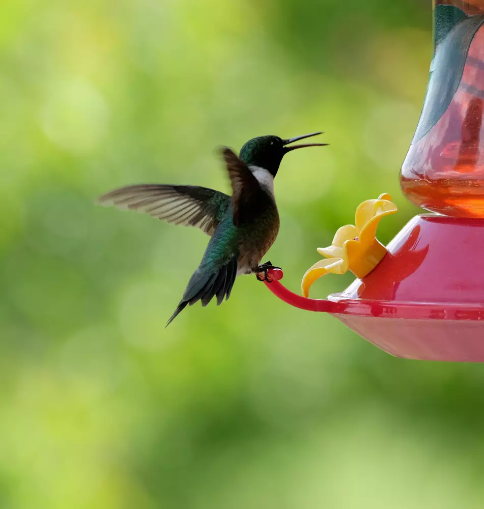 Ruby Throated Hummingbird