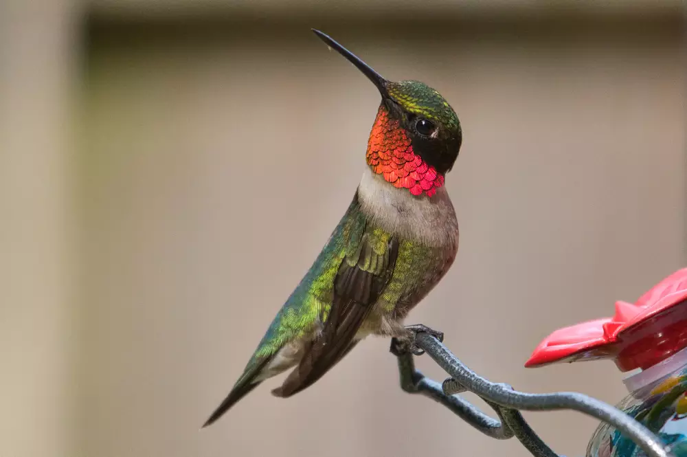 Ruby-Throated Hummingbird