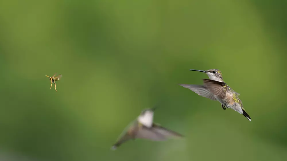 Ruby-throated Hummingbirds making way for a wasp.