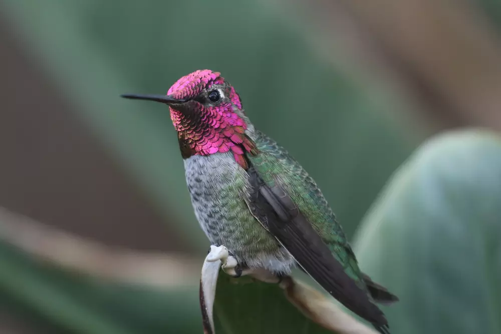 Rubyred Humming bird perched