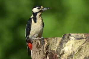 SPOTTED WOODPECKER