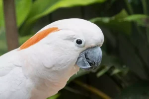 Salmon-crested cockato