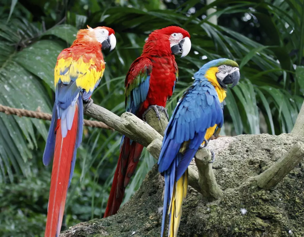 Scarlet Green-winged Macaw