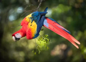 Scarlet Macaw Costa Rica Photo Expedition