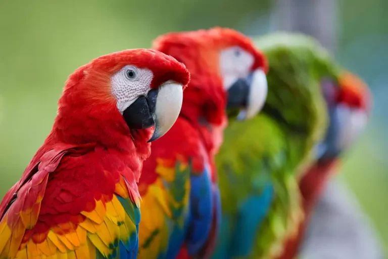 Scarlet Macaw and Great green macaw