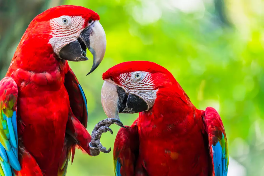 Scarlet Macaw and Great green macaw together