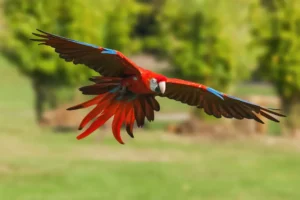 carlet macaw coming in to land