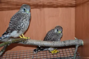 Small falcons in a cage