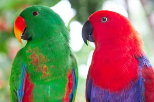 Solomon Island Eclectus Parrots