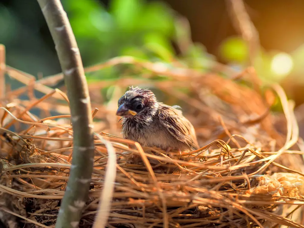 Sparrow bird kid in the nature nest