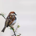 Sparrow bird perched