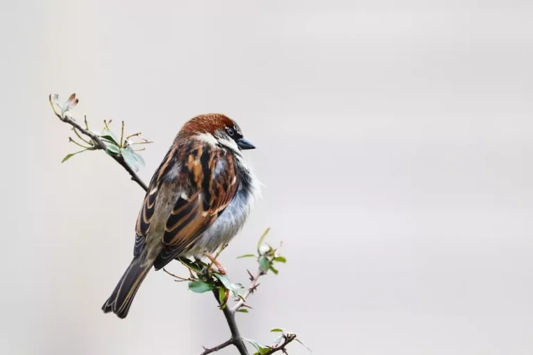 Sparrow bird perched