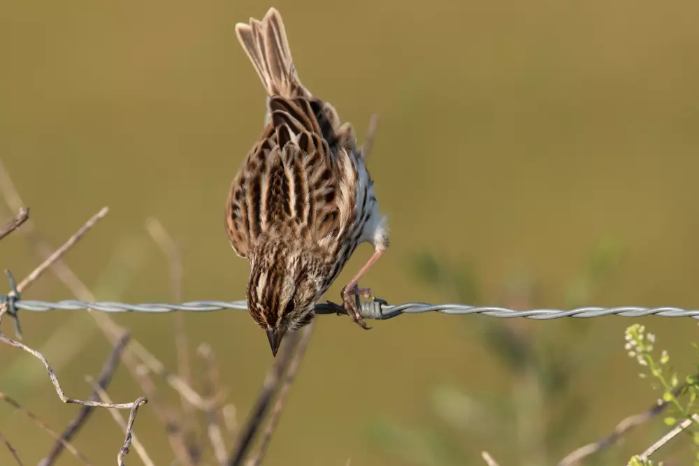 Sparrow on barbed wire fence
