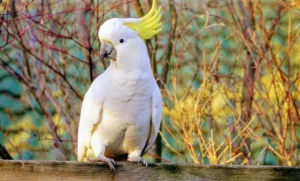 Sulfur-crested cockatoo