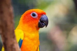 Sun Conure on tree branch