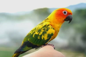 Sun conure parrot