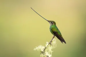 Sword-billed hummingbird