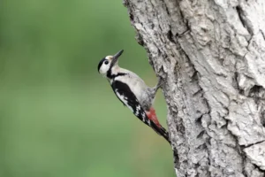 Syrian woodpecker