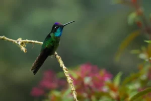 Talamanca (Admirable) Hummingbird