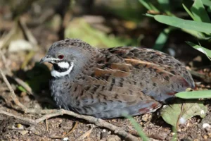 The Chinese Painted Quail