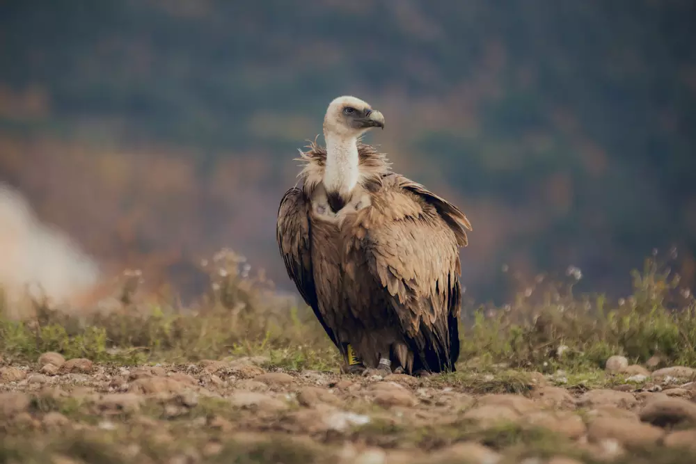 The Cinereous Vulture
