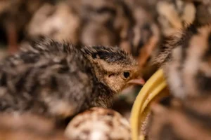 The baby quail