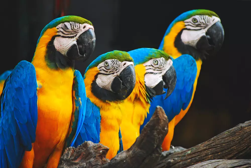 The blue-throated macaw