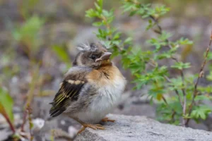 The chick of the finch