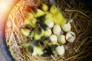 The ducks hatch