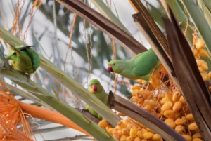 The group of rose-ringed parakeets