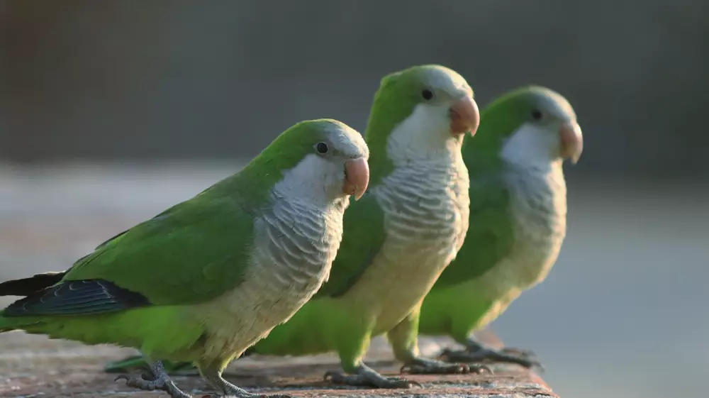 Three Quaker Parrots
