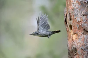 Three-toed woodpecker