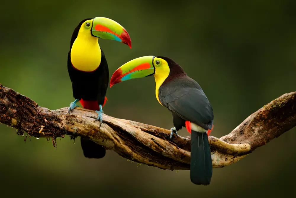 Toucan sitting on the branch