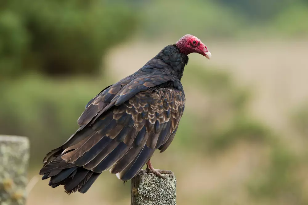 Turkey Vulture (Cathartes aura) perched