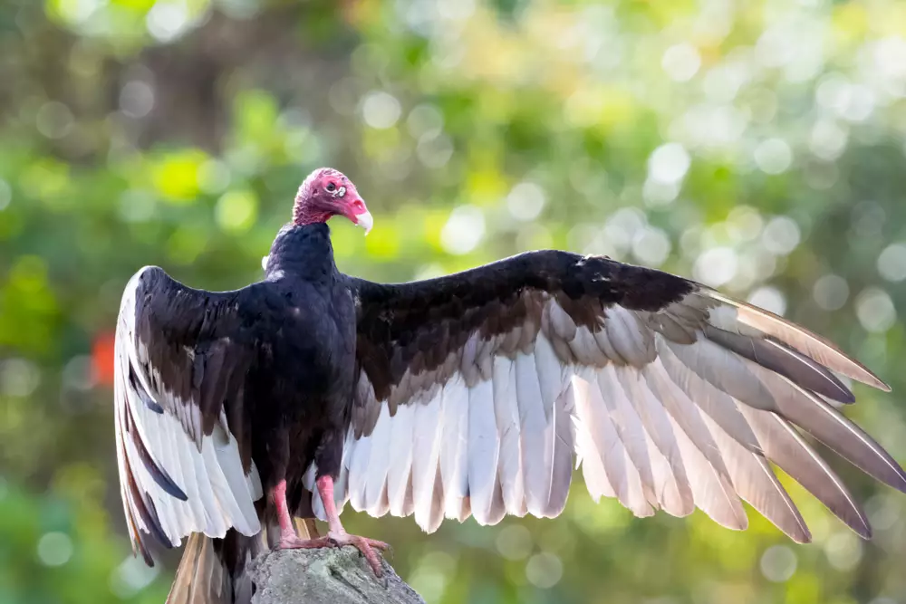 Turkey Vulture (cathartes aura)