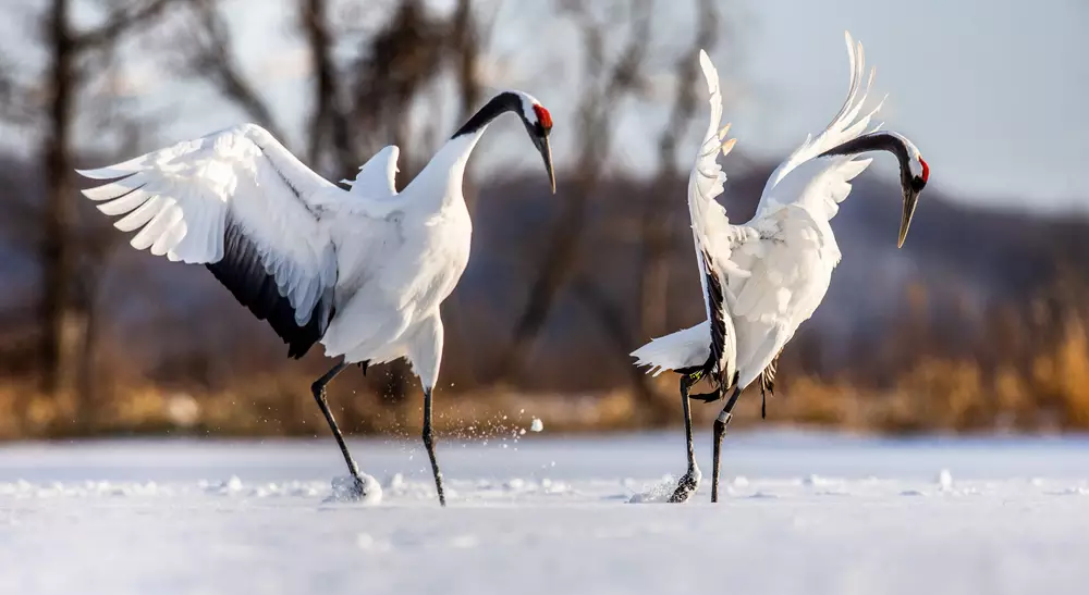 Two Japanese Cranes
