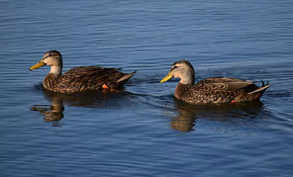 Two Mallard Ducks