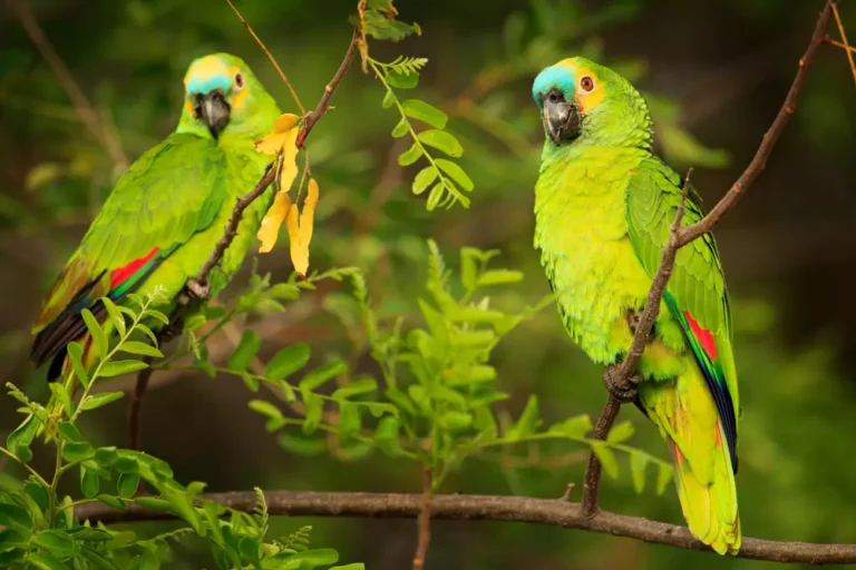 Two Parrots