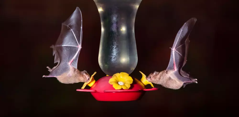Two bats drinking from a hummingbird feeder