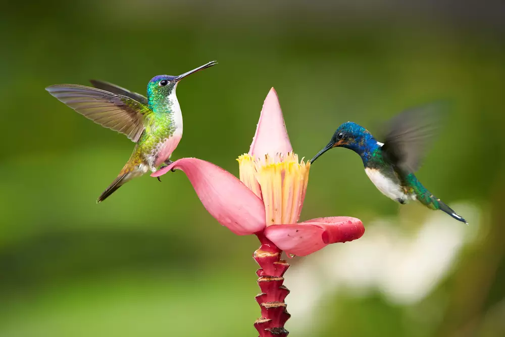 Two bright blue and green hummingbirds